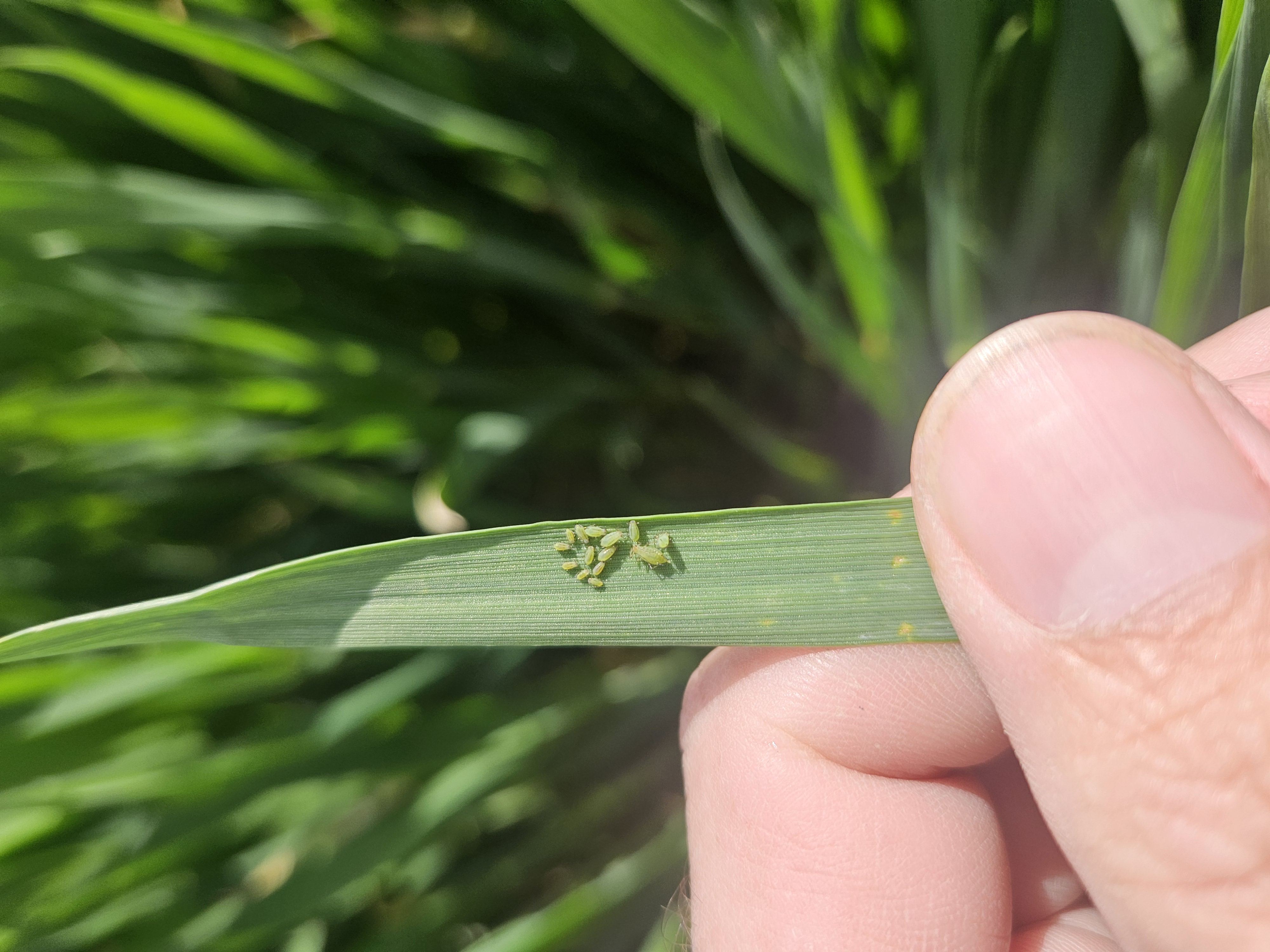 Small insect eggs on a blade of wheat held between a thumb and forefinger